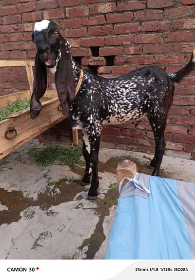 pure black makhi china breeder
