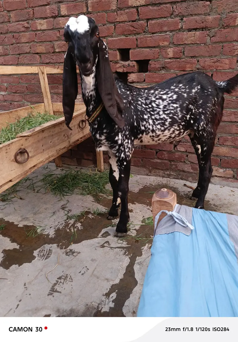 pure black makhi china breeder — photo 2