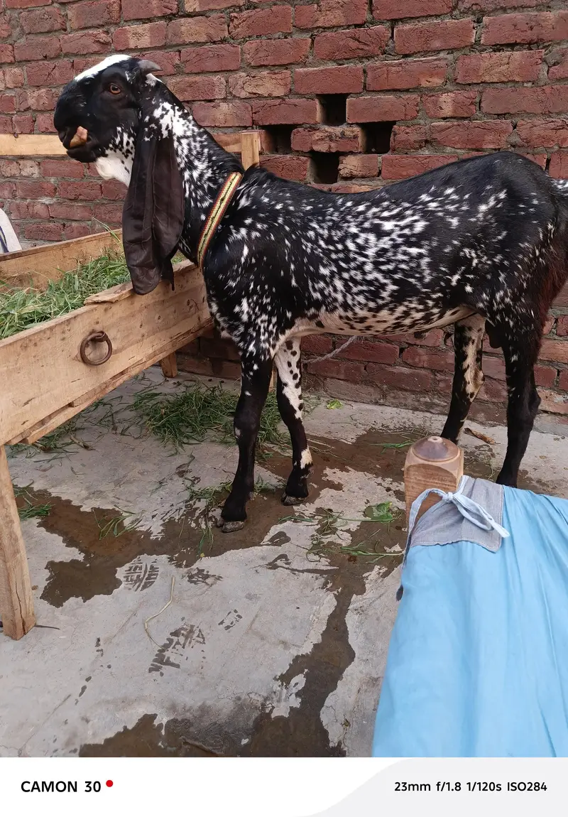 pure black makhi china breeder — photo 3