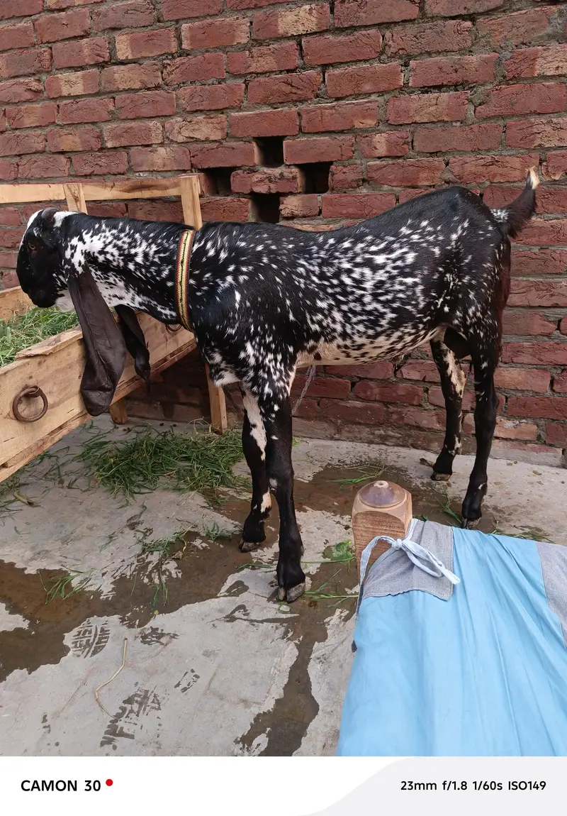 pure black makhi china breeder — photo 4