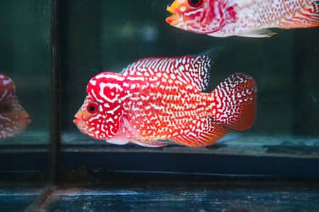 FLOWERHORN (PREMIUM GOLDEN BASE KAMFA)