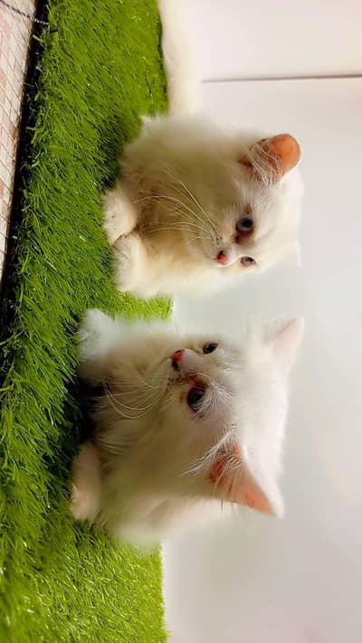 high quilty female kitten available