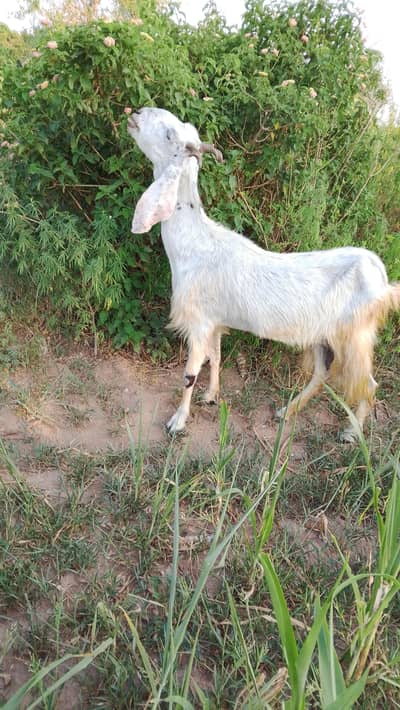 gaban goat