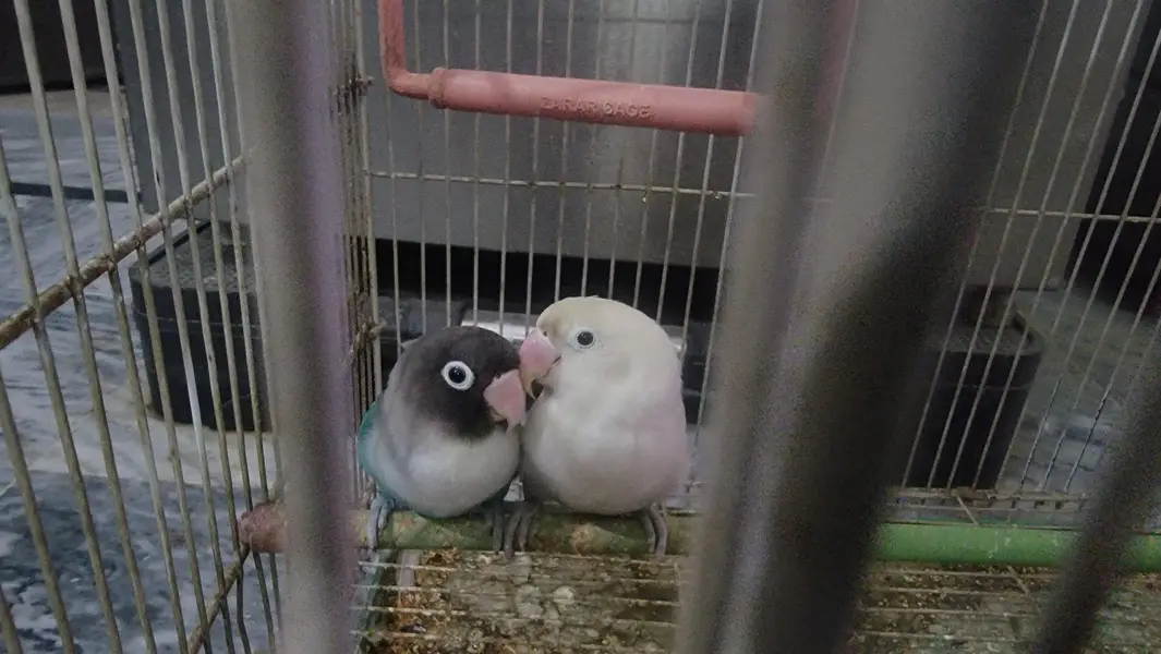 Love birds
