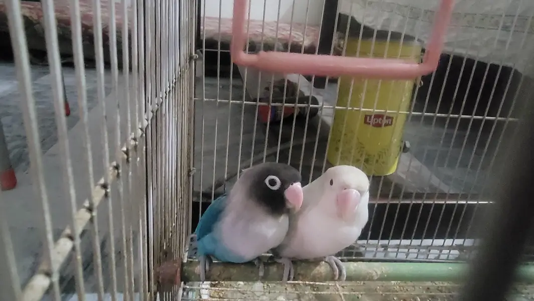 Love birds — photo 2