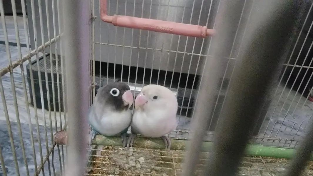 Love birds — photo 3