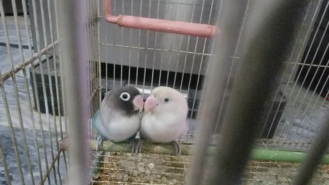 Love birds — photo 4