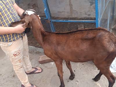 pure nagri goat