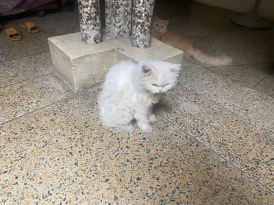persion cat with heavy fur garmi k waja sa cutting karwi hui
