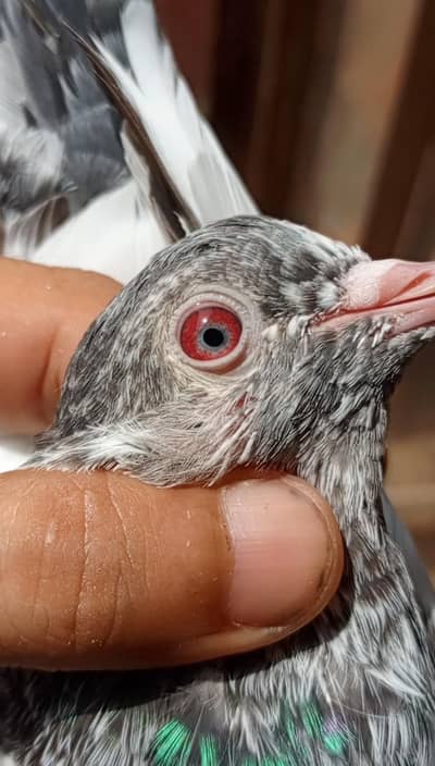 imamdeen and ferozepuri pigeons