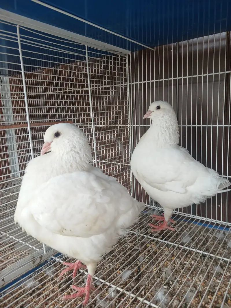 king Modena ke 3 males for sale