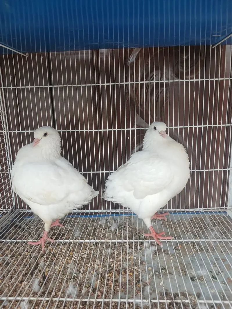 king Modena ke 3 males for sale — photo 2