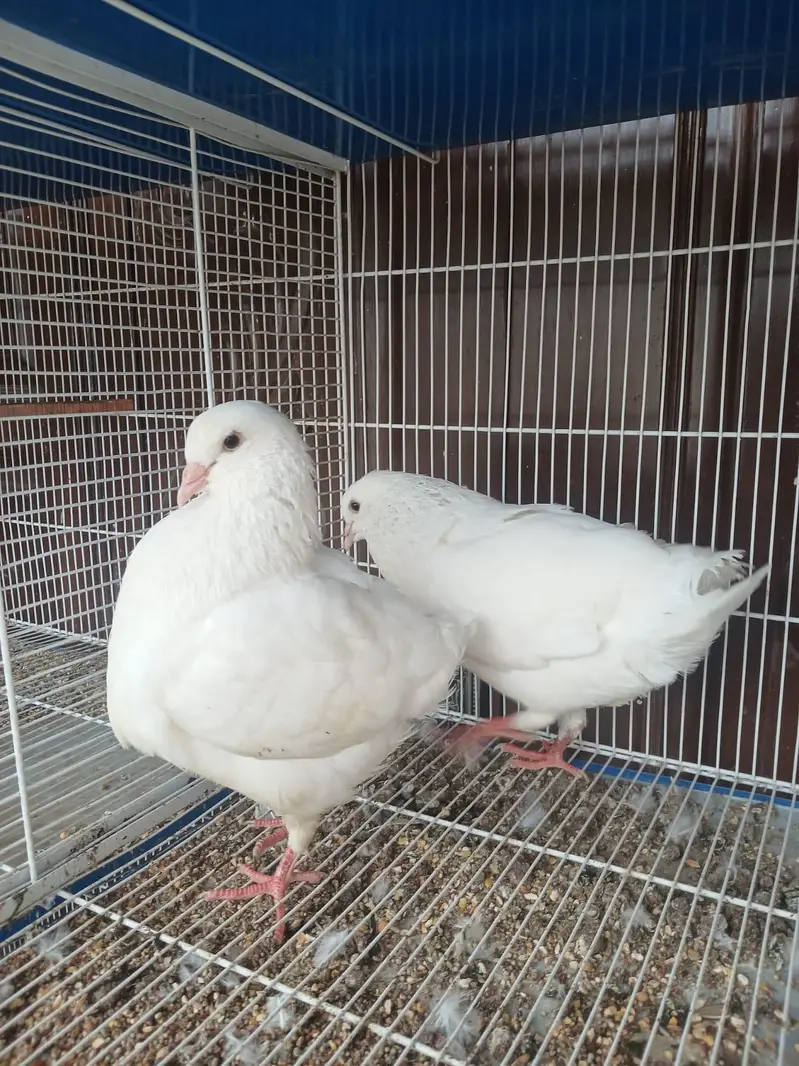 king Modena ke 3 males for sale — photo 3