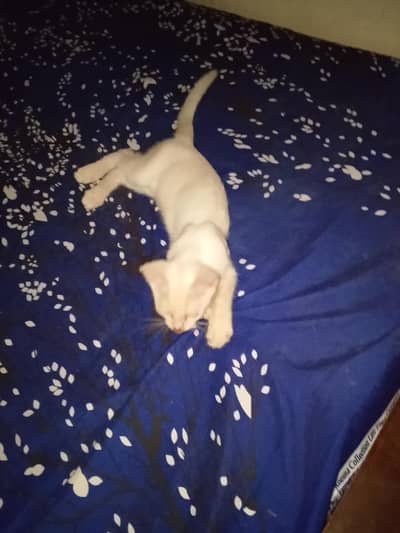 cat female baby 4 months