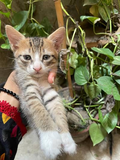 cats for sell