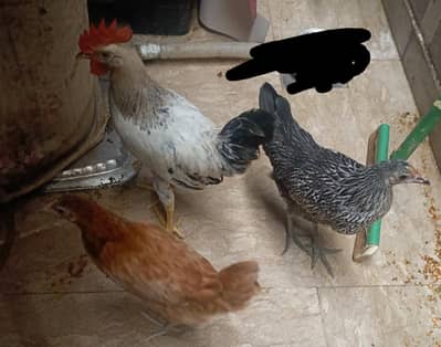 Hens 3 and one cage
