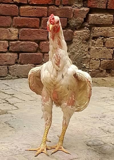 Healthy White Aseel murga for Sale – Home breed