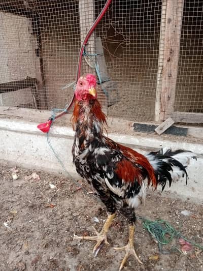 Beautiful Aseel Rooster