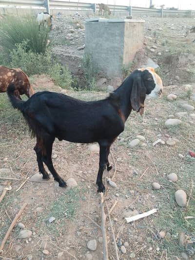 bakray bakrian sadqay Aqiqy k bakry