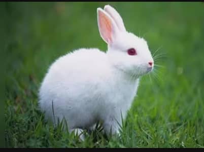 Rabbit Red Eye