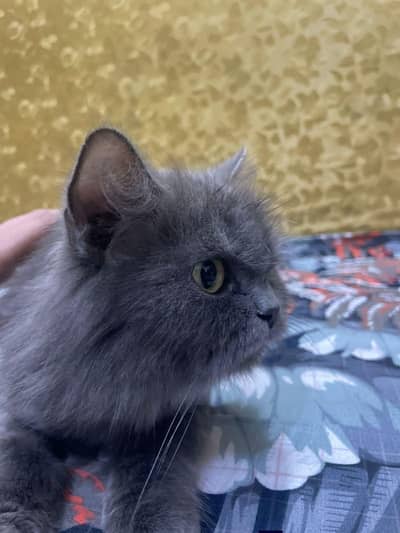 persian Cat pair 1.5 year old