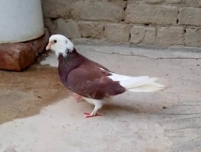 sharizi kabotar for sale two colour eya