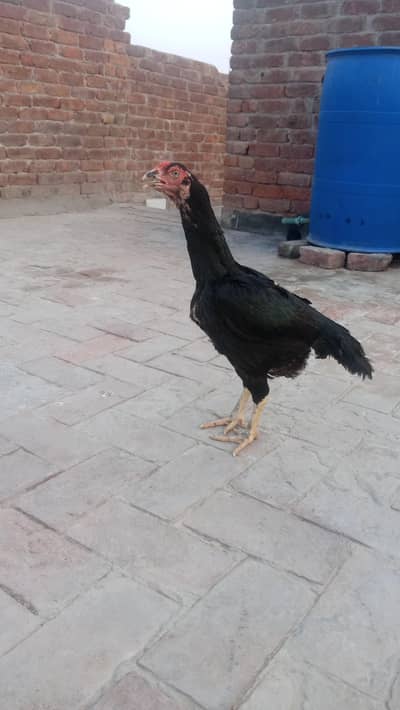 beautiful mushki  Madi what's up 03280261320