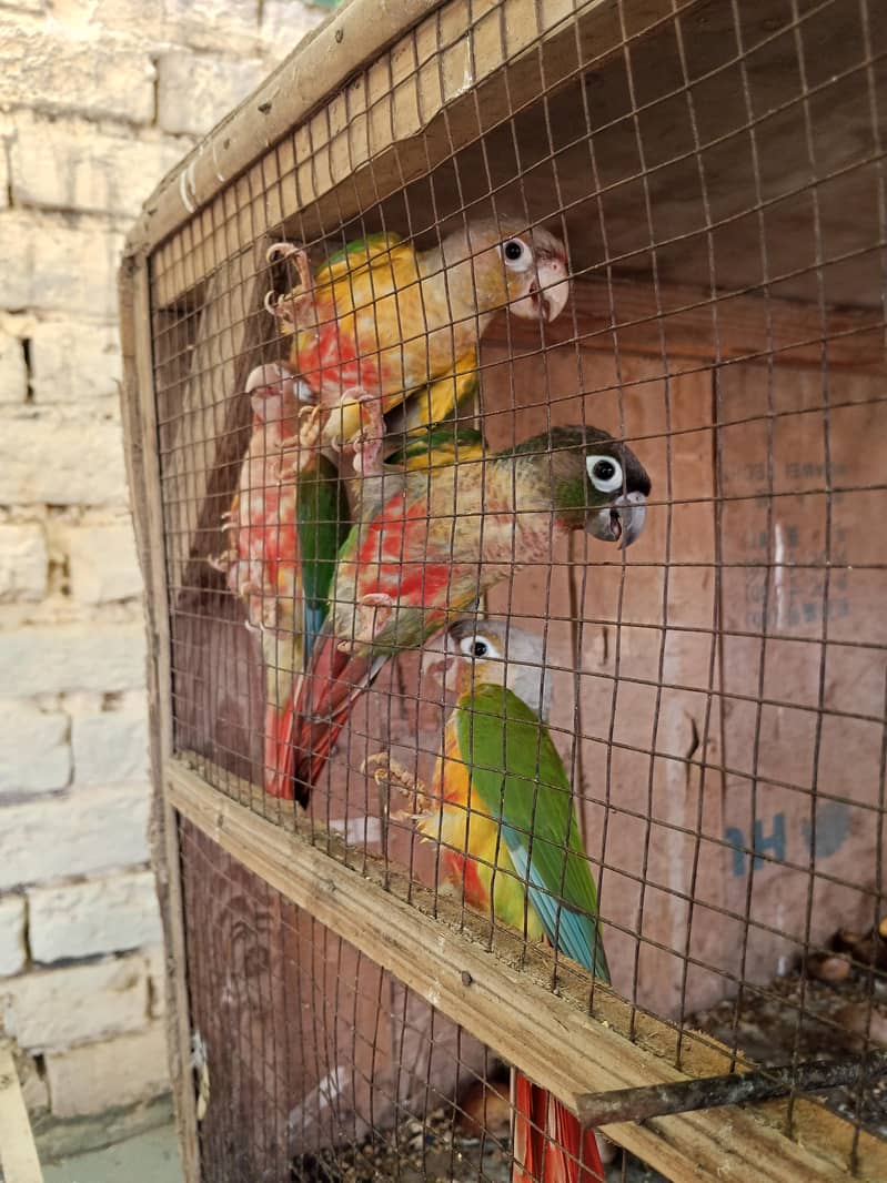 Pineapple conure 0