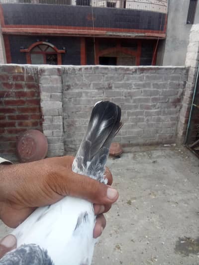 Sialkoti pigeon