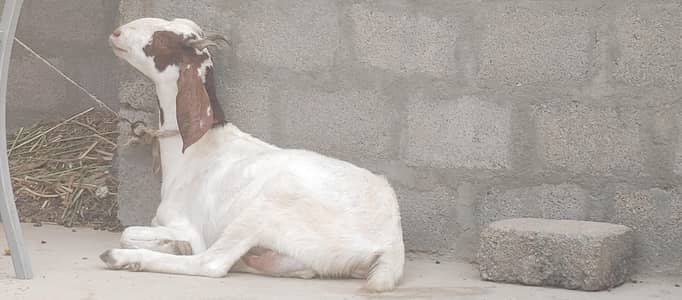 bakri or male bacha