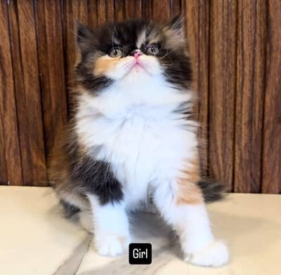 Persian Kittens/sami punch face/ Cats Gray /white/ Blue eyes