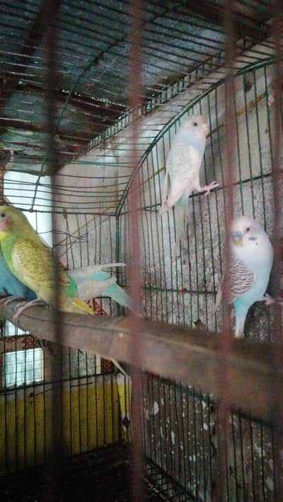 full discount Australian Parrots 0300 4643746