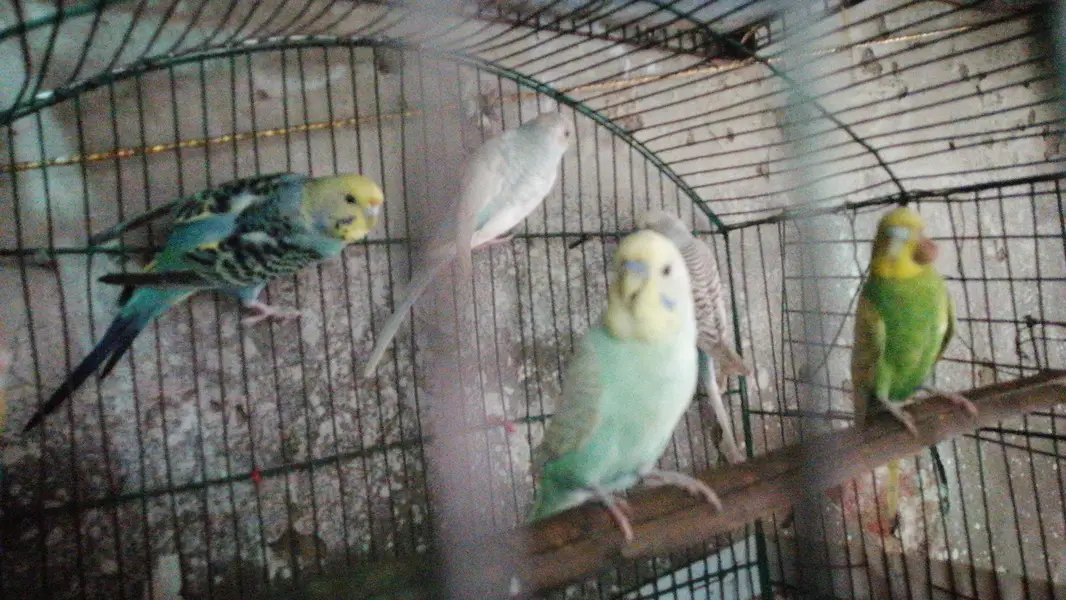 full discount Australian Parrots 0300 4643746 — photo 2