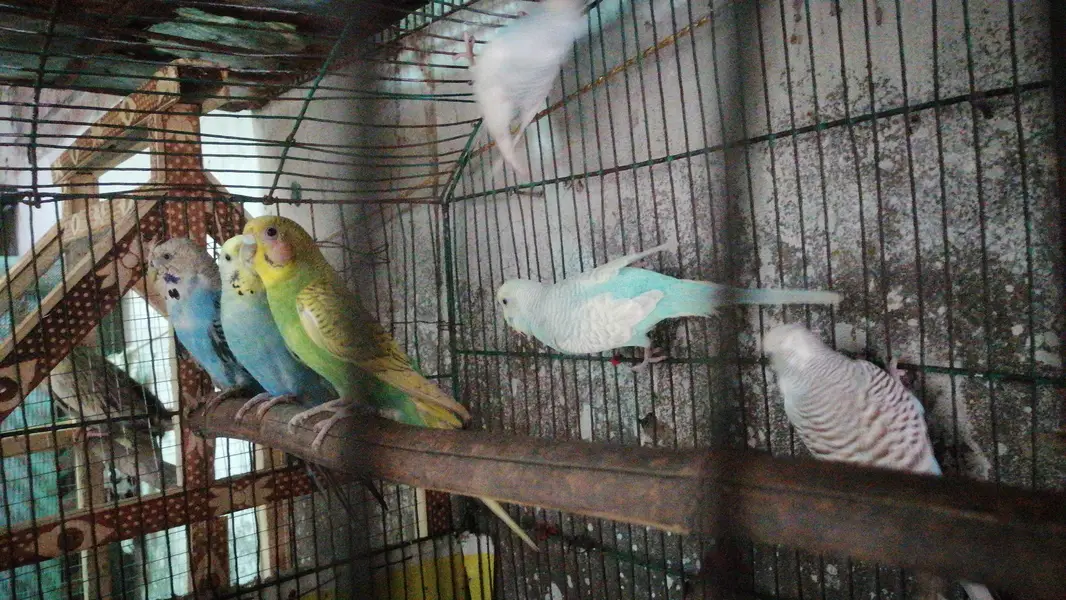 full discount Australian Parrots 0300 4643746 — photo 3