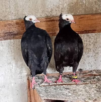 Black Mukhi 3000 pair