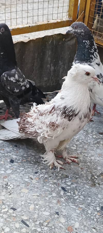 Frillback pigeon