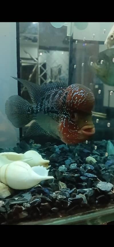 flowerhorn male fish