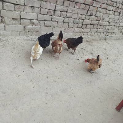 hen for sale