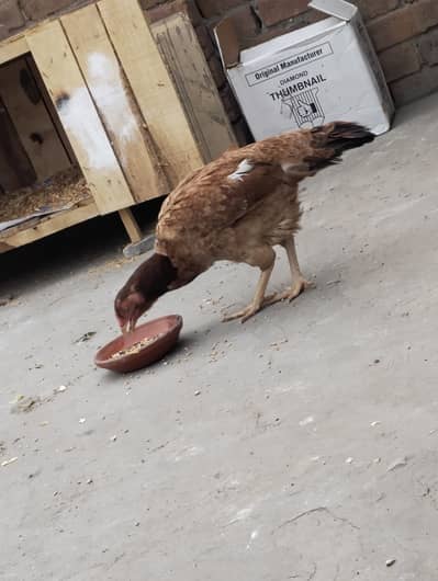 Breeder Aseel Female For Sale