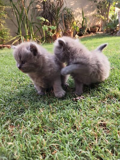 Persian Kitten Pair and Mother