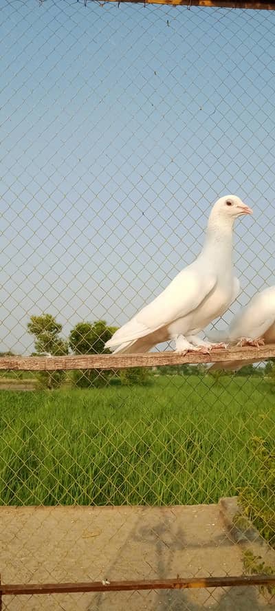 Aik fancy male and female kabutar for sale hai jis bhai  ne lena ho ho