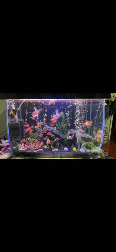 Fish tank / aquarium