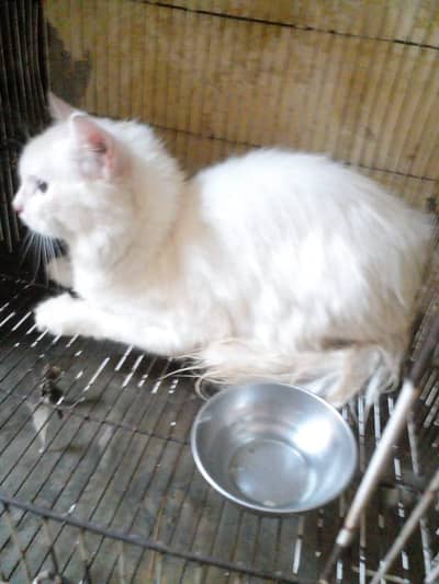 urgent for sale