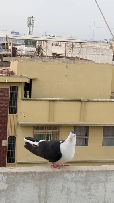 black sherazi