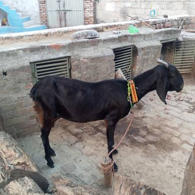 خالی بکری برائے فروخت