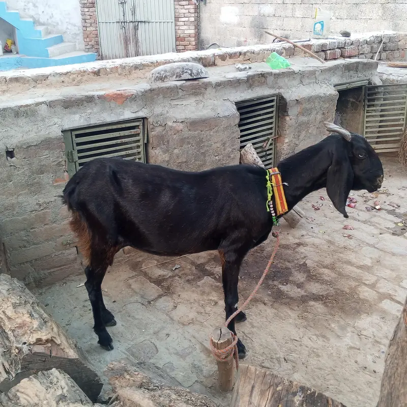 خالی بکری برائے فروخت