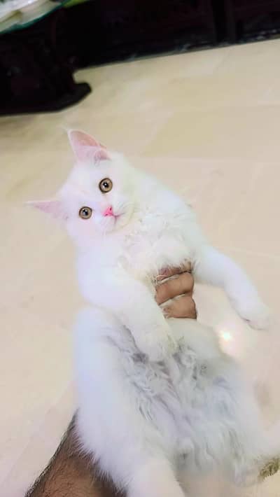 Cats for sale
