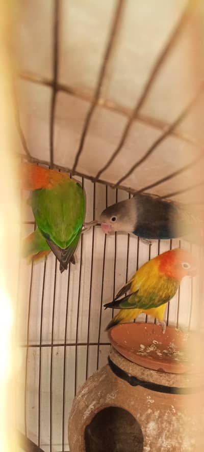 health love bird5500