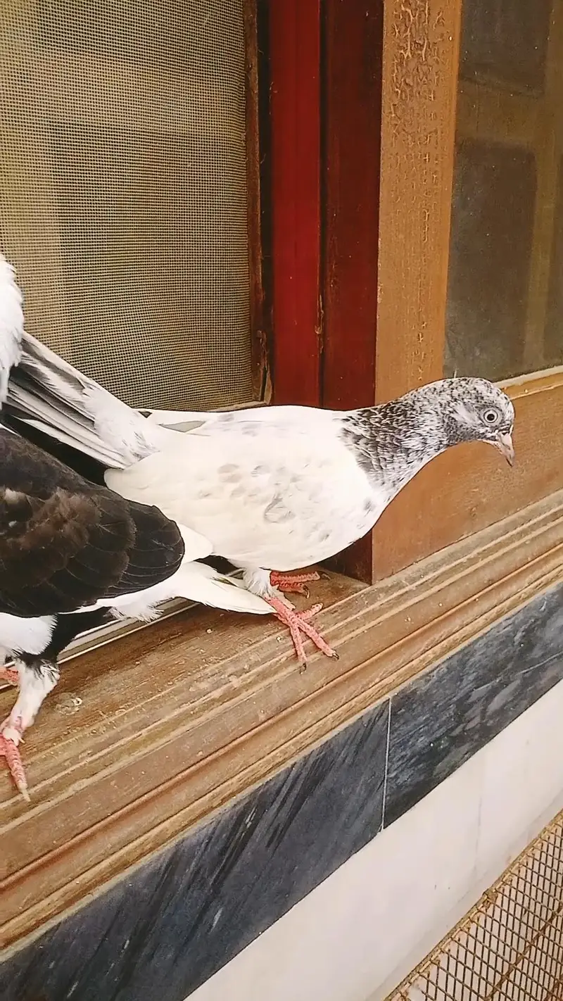 pigeon pair available age 1 year — photo 2