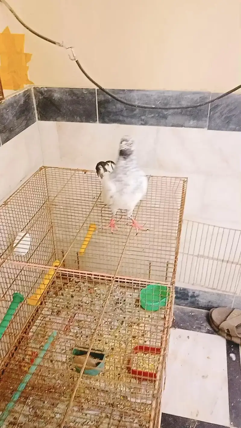 pigeon pair available age 1 year — photo 4